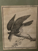 Charger l&#39;image dans la galerie, Alte Gravur gerahmt - kleiner amerikanischer Adler
