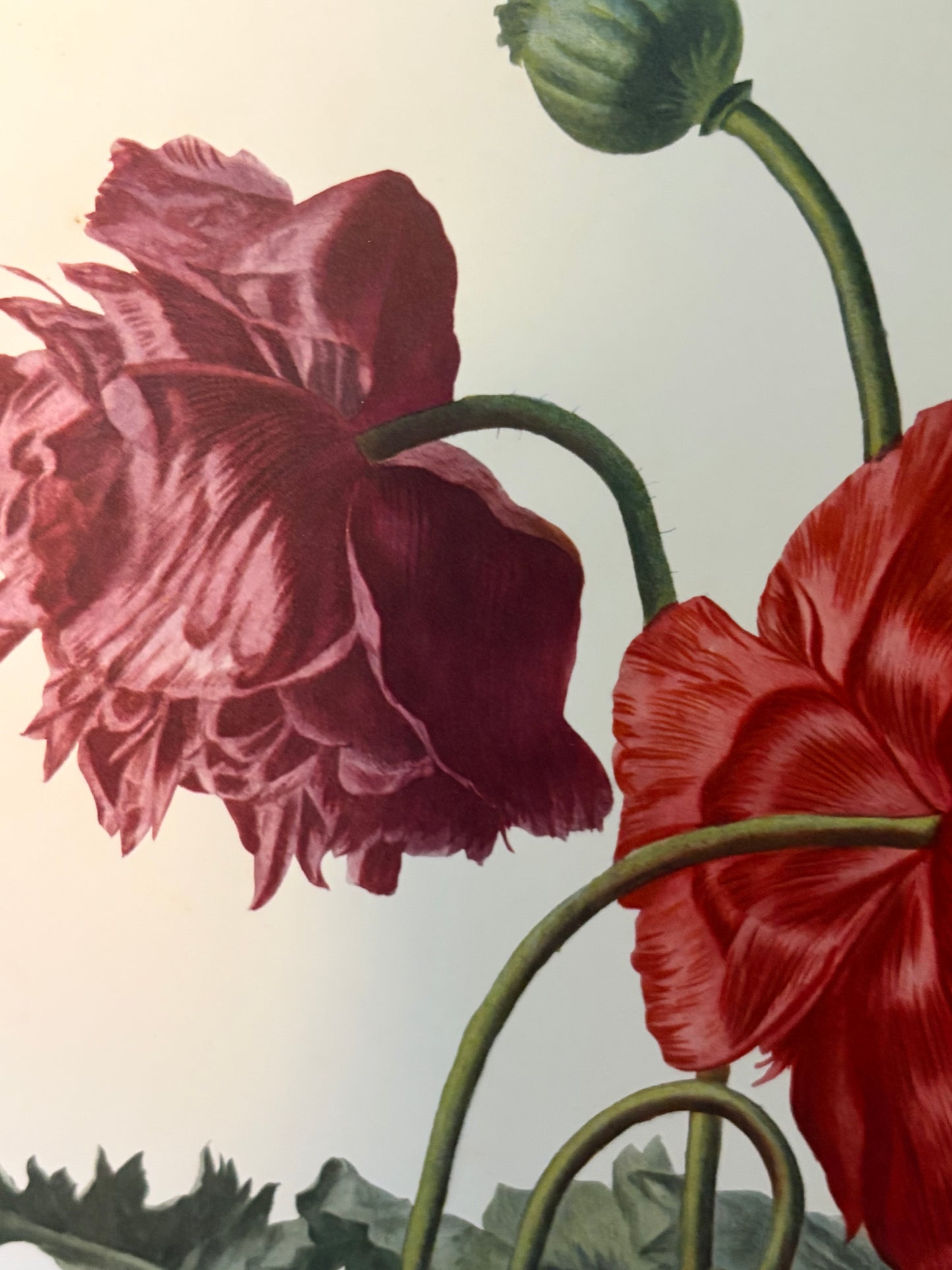 Großer alter Druck Mohn Belgien