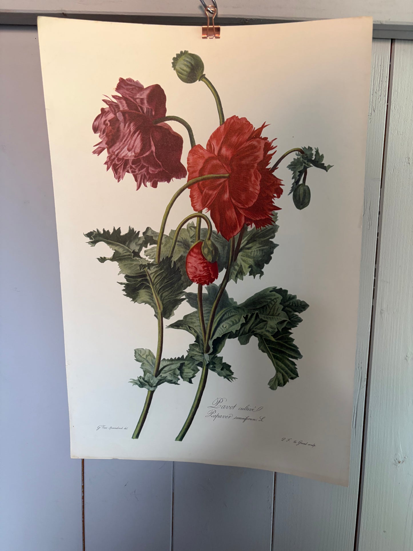 Großer alter Druck Mohn Belgien