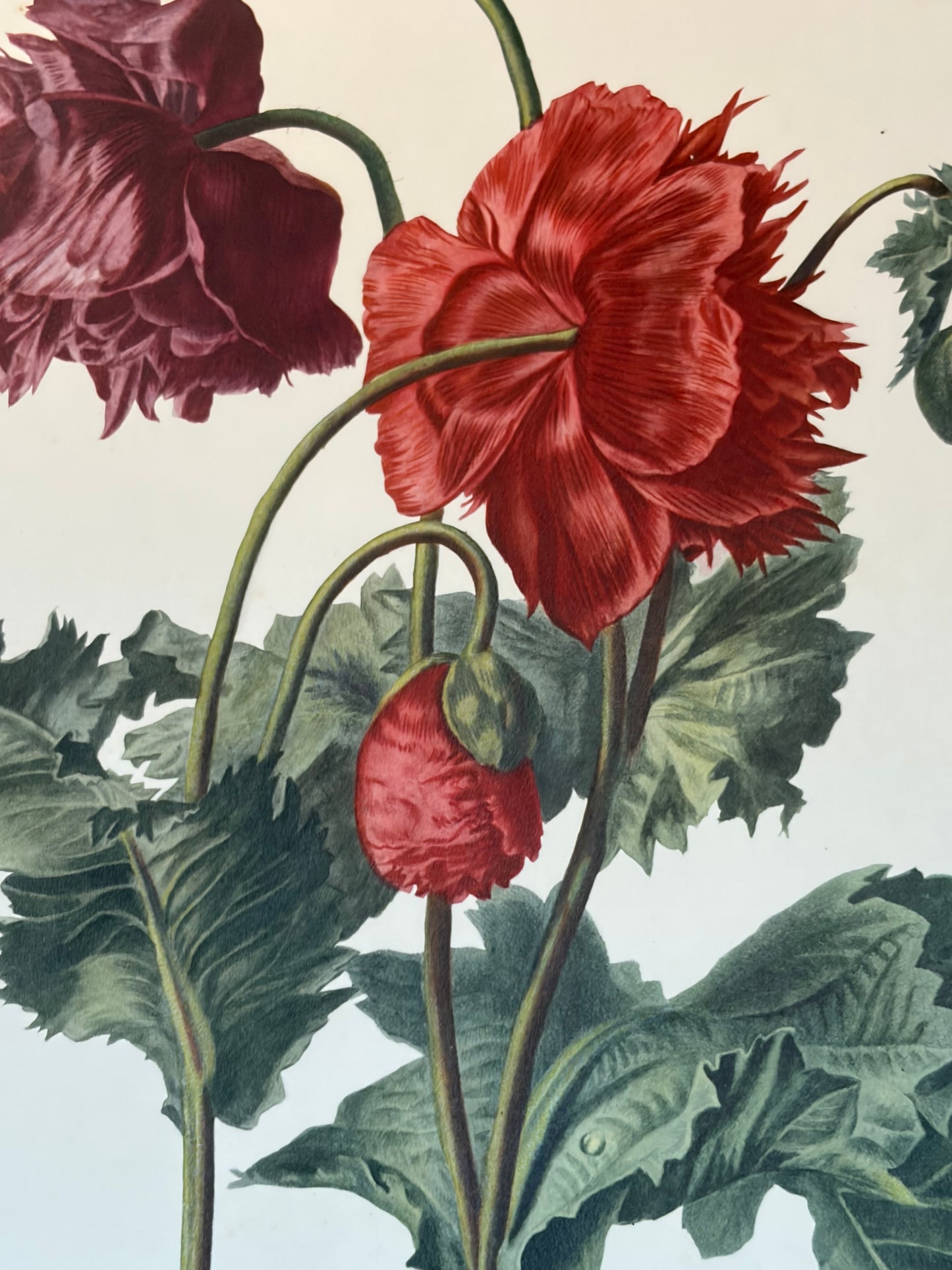 Großer alter Druck Mohn Belgien