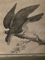 Laden Sie das Bild in den Galerie-Viewer, Alte Gravur gerahmt - kleiner amerikanischer Adler

