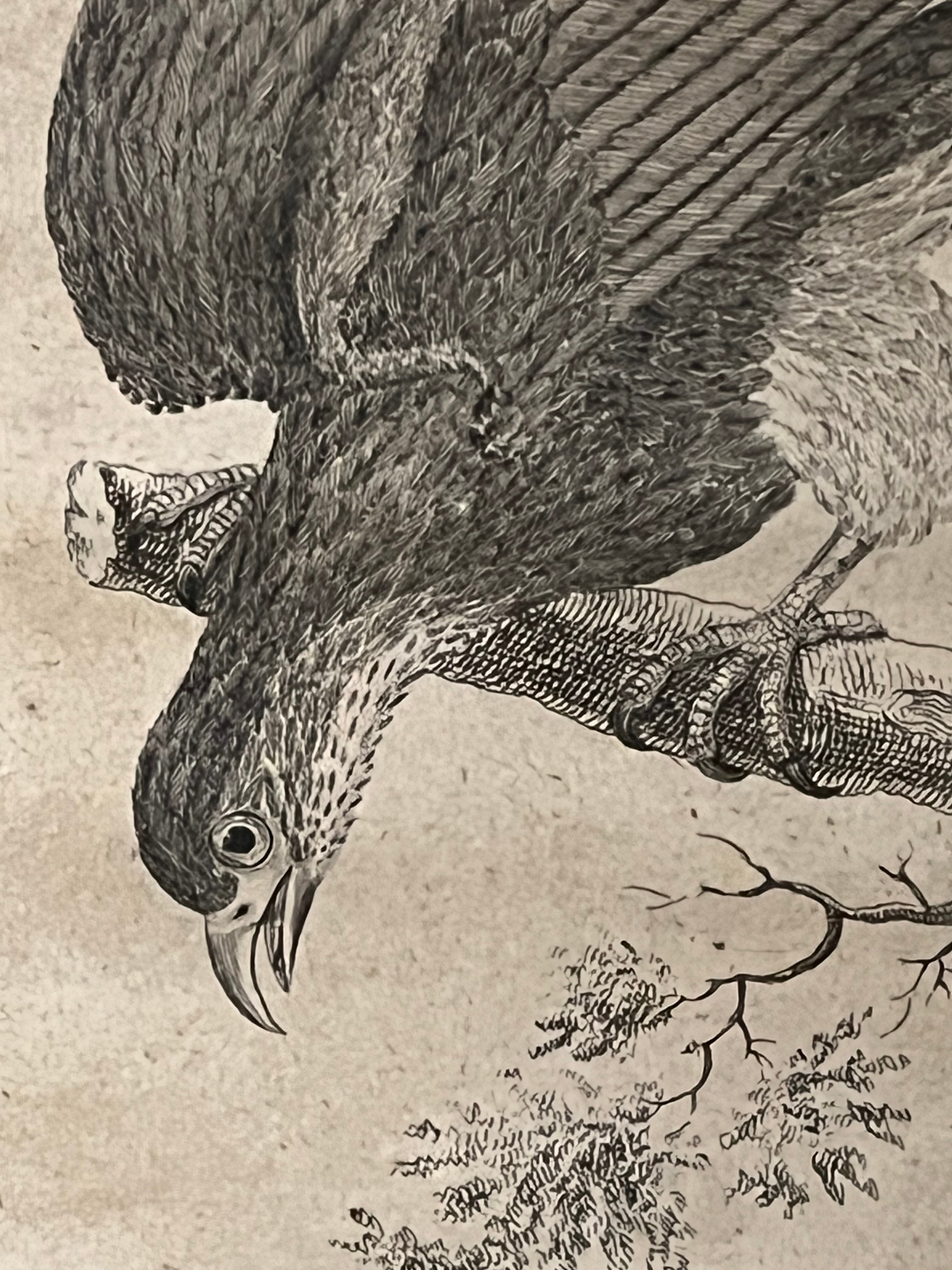 Alte Gravur gerahmt - kleiner amerikanischer Adler