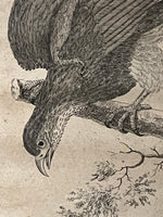 Load image into Gallery viewer, Alte Gravur gerahmt - kleiner amerikanischer Adler
