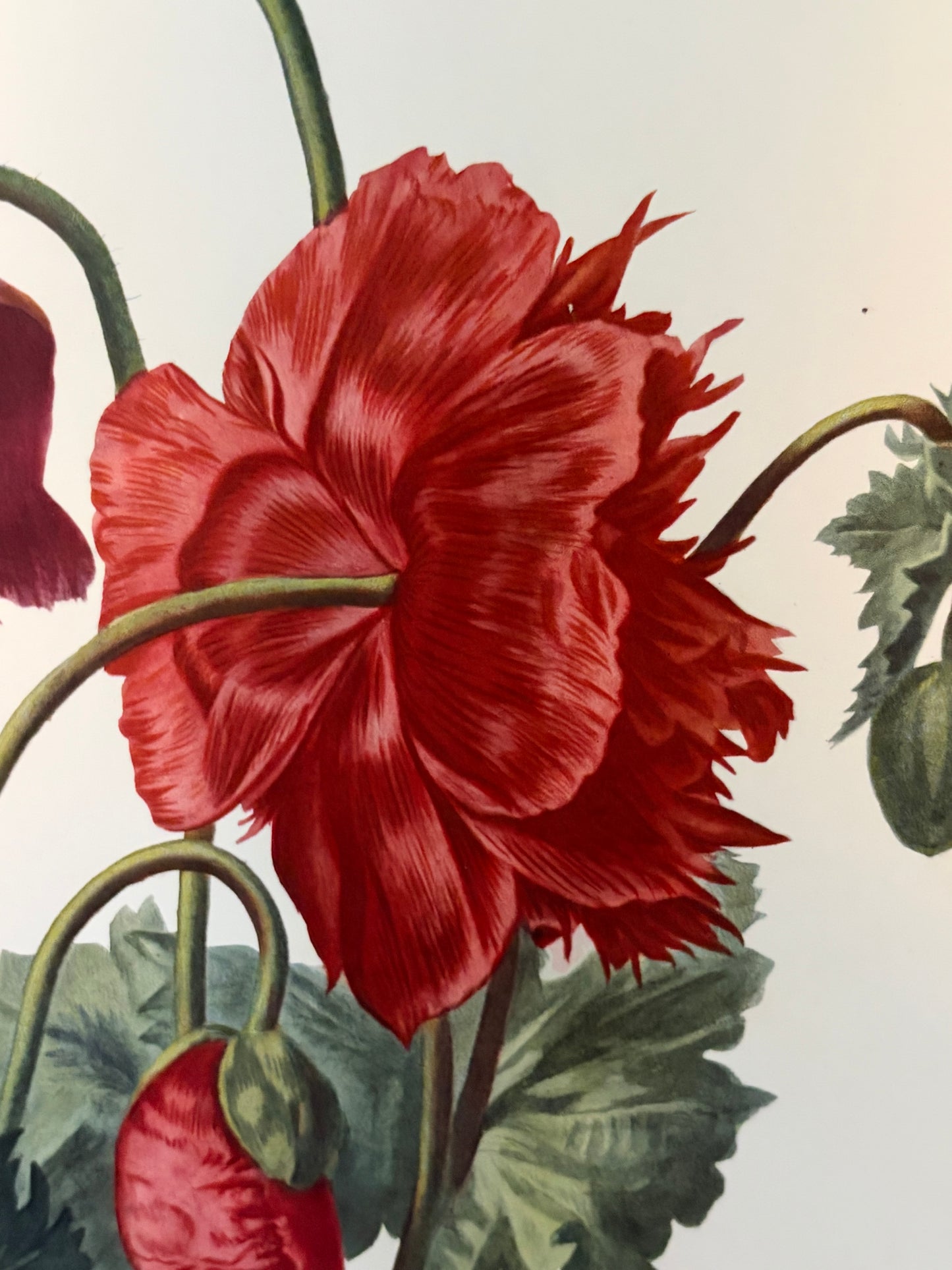 Großer alter Druck Mohn Belgien