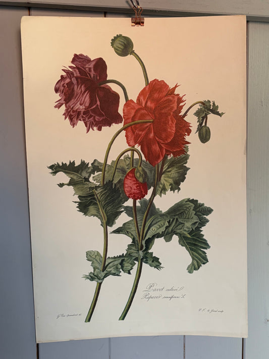 Großer alter Druck Mohn Belgien